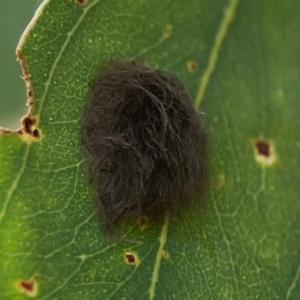 Lepidoptera unclassified IMMATURE at Downer, ACT - 23 Feb 2024