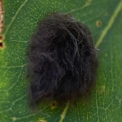 Lepidoptera unclassified IMMATURE at Downer, ACT - 23 Feb 2024