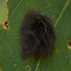 Lepidoptera unclassified IMMATURE at Downer, ACT - 23 Feb 2024