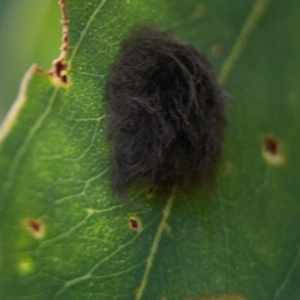 Lepidoptera unclassified IMMATURE at Downer, ACT - 23 Feb 2024