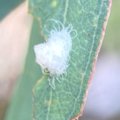 Glycaspis sp. (genus) (Unidentified sugary lerp) at Downer, ACT - 23 Feb 2024 by Hejor1