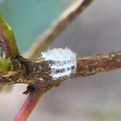 Eurymelinae (subfamily) at Downer, ACT - 23 Feb 2024