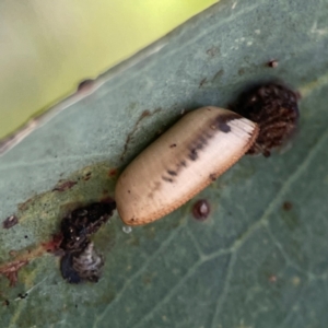 Blattodea (order) at Downer, ACT - 23 Feb 2024 03:07 PM