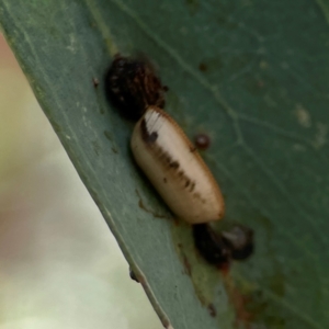 Blattodea (order) at Downer, ACT - 23 Feb 2024