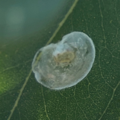 Lasiopsylla sp. (genus) (Psyllid or Lerp insect) at Downer, ACT - 23 Feb 2024 by Hejor1