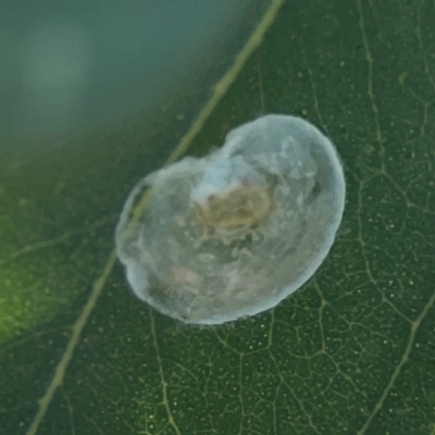 Unidentified Psyllid, lerp, aphid or whitefly (Hemiptera, several families) at Downer, ACT - 23 Feb 2024 by Hejor1