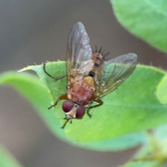 Unidentified Other true fly at Downer, ACT - 23 Feb 2024 by Hejor1