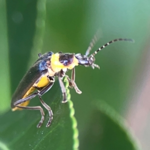 Chauliognathus lugubris at Downer, ACT - 23 Feb 2024