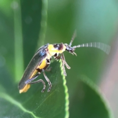 Chauliognathus lugubris at Downer, ACT - 23 Feb 2024