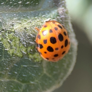 Epilachna sumbana at Downer, ACT - 23 Feb 2024