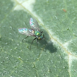 Dolichoderinae (subfamily) at Downer, ACT - 23 Feb 2024