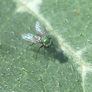 Dolichopodidae (family) at Downer, ACT - 23 Feb 2024 03:21 PM