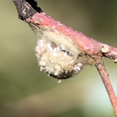 Unidentified Other web-building spider at Downer, ACT - 23 Feb 2024 by Hejor1