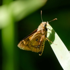 Unidentified Skipper (Hesperiidae) at South Durras, NSW - 22 Feb 2024 by DPRees125