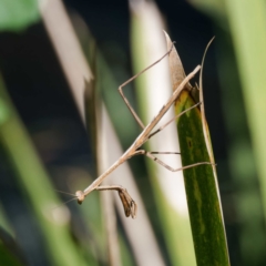 Unidentified Praying mantis (Mantodea) at Mogo State Forest - 22 Feb 2024 by DPRees125