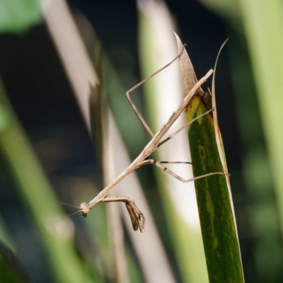 Unidentified Praying mantis (Mantodea) at Mogo State Forest - 22 Feb 2024 by DPRees125