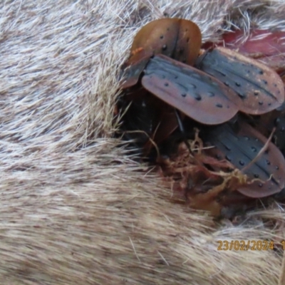 Ptomaphila lacrymosa (Carrion Beetle) at Black Flat at Corrowong - 23 Feb 2024 by BlackFlat