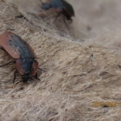 Ptomaphila lacrymosa at Black Flat at Corrowong - 23 Feb 2024