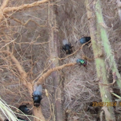 Australophyra rostrata (Black Carrion Fly) at Black Flat at Corrowong - 23 Feb 2024 by BlackFlat