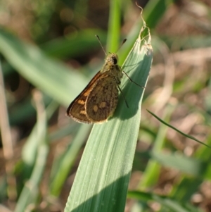 Ocybadistes walkeri at Murrumbateman, NSW - 23 Feb 2024