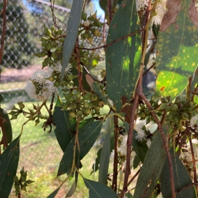 Eucalyptus macrorhyncha subsp. macrorhyncha (Red Stringybark) at Bruce Ridge to Gossan Hill - 23 Feb 2024 by lyndallh