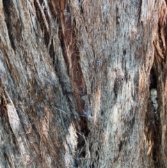 Eucalyptus macrorhyncha subsp. macrorhyncha at Bruce Ridge to Gossan Hill - 23 Feb 2024