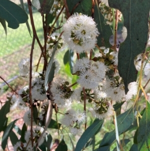 Eucalyptus macrorhyncha subsp. macrorhyncha at Bruce Ridge to Gossan Hill - 23 Feb 2024