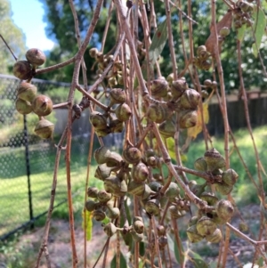 Eucalyptus macrorhyncha subsp. macrorhyncha at Bruce Ridge to Gossan Hill - 23 Feb 2024