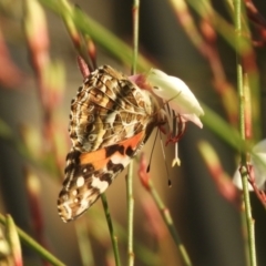 Vanessa kershawi (Australian Painted Lady) at Murrumbateman, NSW - 23 Feb 2024 by SimoneC