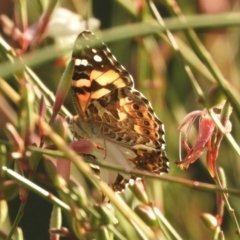 Vanessa kershawi at Murrumbateman, NSW - 23 Feb 2024