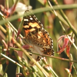 Vanessa kershawi at Murrumbateman, NSW - 23 Feb 2024