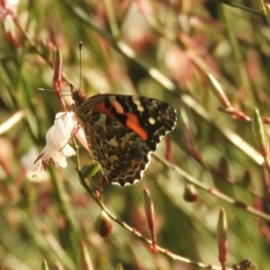 Vanessa kershawi at Murrumbateman, NSW - 23 Feb 2024