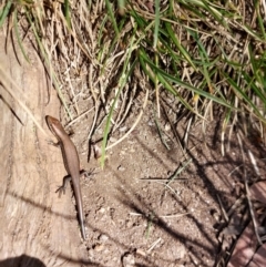 Unidentified Skink at Alpine National Park - 13 Feb 2024 by RobCook