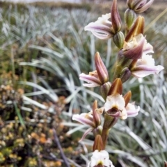 Paraprasophyllum alpestre (Mauve leek orchid) at Alpine National Park - 13 Feb 2024 by RobCook