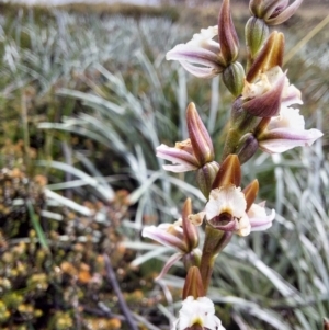 Paraprasophyllum alpestre at Alpine Shire - suppressed