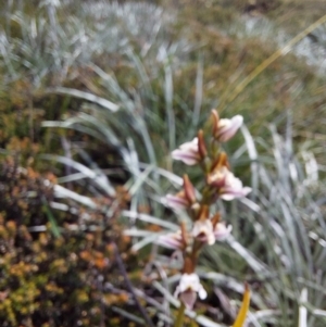 Prasophyllum alpestre at Alpine Shire - 13 Feb 2024