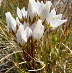 Gentianella muelleriana (Mueller's Snow-gentian) at Alpine Shire - 13 Feb 2024 by RobCook