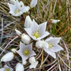 Gentianella muelleriana at Alpine National Park - 13 Feb 2024