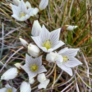 Gentianella muelleriana at Alpine National Park - 13 Feb 2024 11:50 AM