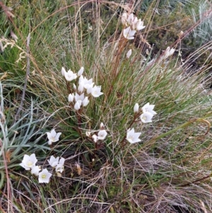 Gentianella muelleriana at Alpine National Park - 13 Feb 2024