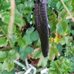 Acripeza reticulata at Alpine National Park - 13 Feb 2024 11:41 AM