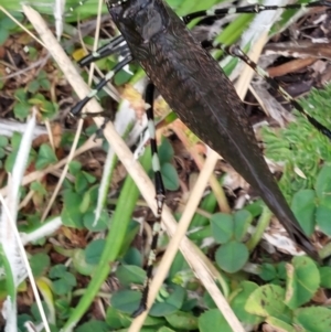 Acripeza reticulata at Alpine National Park - 13 Feb 2024