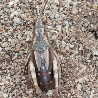 Percassa rugifrons (Mountain Grasshopper) at Nelse, VIC - 13 Feb 2024 by RobCook