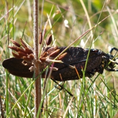 Acripeza reticulata (Mountain Katydid) at Nelse, VIC - 13 Feb 2024 by RobCook