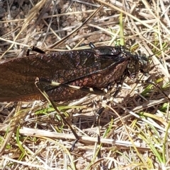 Acripeza reticulata at Alpine National Park - 13 Feb 2024