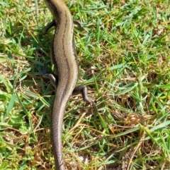 Unidentified Skink at Nelse, VIC - 12 Feb 2024 by RobCook