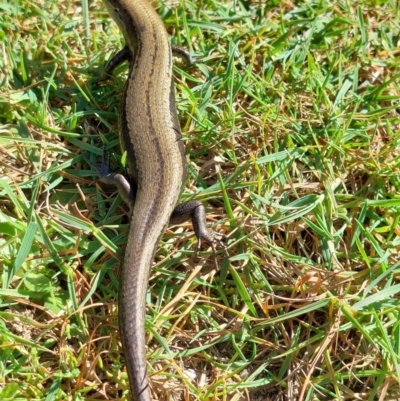 Unidentified Skink at Alpine National Park - 13 Feb 2024 by RobCook