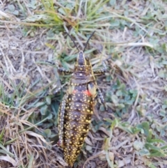 Monistria concinna (Southern Pyrgomorph) at Nelse, VIC - 12 Feb 2024 by RobCook