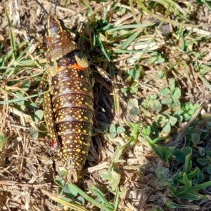 Monistria concinna at Alpine National Park - 13 Feb 2024