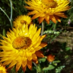 Xerochrysum subundulatum (Alpine Everlasting) at Alpine National Park - 13 Feb 2024 by RobCook